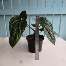 Load image into Gallery viewer, #111 Large Anthurium Luxurians x Radicans