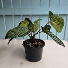 Load image into Gallery viewer, #111 Large Anthurium Luxurians x Radicans