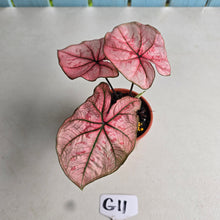 Load image into Gallery viewer, #G11 Caladium The Scarlet Girl