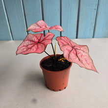 Load image into Gallery viewer, #G11 Caladium The Scarlet Girl