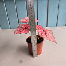 Load image into Gallery viewer, #G11 Caladium The Scarlet Girl