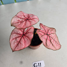 Load image into Gallery viewer, #G11 Caladium The Scarlet Girl
