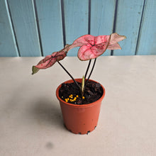 Load image into Gallery viewer, #G11 Caladium The Scarlet Girl