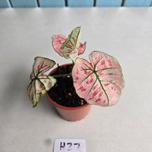 Load image into Gallery viewer, #H27 Caladium Strawberry Star