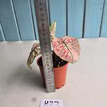 Load image into Gallery viewer, #H27 Caladium Strawberry Star