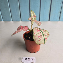 Load image into Gallery viewer, #H27 Caladium Strawberry Star