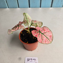 Load image into Gallery viewer, #H27 Caladium Strawberry Star