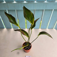 Load image into Gallery viewer, #B75 Caladium