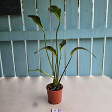 Load image into Gallery viewer, #B75 Caladium