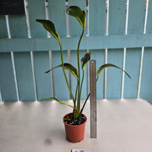 Load image into Gallery viewer, #B75 Caladium