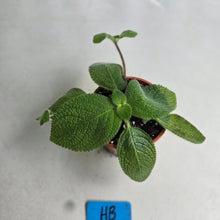 Load image into Gallery viewer, #HB Episcia 'Blue Heaven'