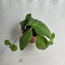 Load image into Gallery viewer, #HB Episcia 'Blue Heaven'