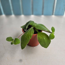 Load image into Gallery viewer, #HB Episcia 'Blue Heaven'