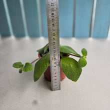 Load image into Gallery viewer, #HB Episcia 'Blue Heaven'