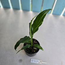 Load image into Gallery viewer, #D729 Spathiphyllum Trixie