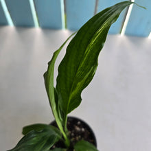 Load image into Gallery viewer, #D729 Spathiphyllum Trixie