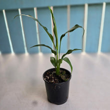 Load image into Gallery viewer, #D729 Spathiphyllum Trixie