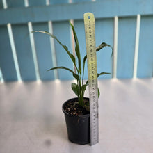 Load image into Gallery viewer, #D729 Spathiphyllum Trixie