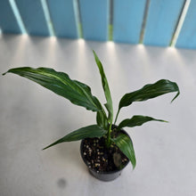 Load image into Gallery viewer, #D729 Spathiphyllum Trixie