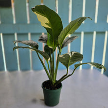 Load image into Gallery viewer, #RD11 Dark, Thick Spathiphyllum Picasso Sport