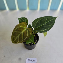 Load image into Gallery viewer, #R400 Two x Headed Anthurium Crystallinum x