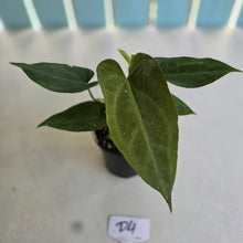 Load image into Gallery viewer, #D4 Three x Headed Anthurium NOID