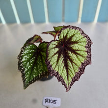 Load image into Gallery viewer, #R105 Begonia Fireworks