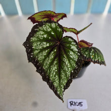 Load image into Gallery viewer, #R105 Begonia Fireworks
