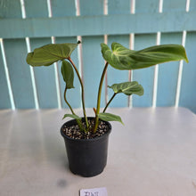 Load image into Gallery viewer, #D48 Philodendron Gloriosum