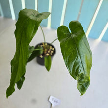 Load image into Gallery viewer, #R64 Anthurium Bullatus