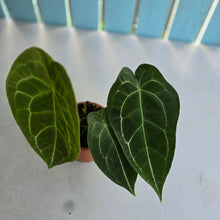 Load image into Gallery viewer, #R485 Anthurium Crystallinum x Forgetii