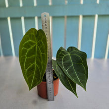 Load image into Gallery viewer, #R485 Anthurium Crystallinum x Forgetii