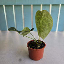 Load image into Gallery viewer, #R485 Anthurium Crystallinum x Forgetii