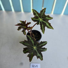 Load image into Gallery viewer, #R48 Begonia Heracleifolia