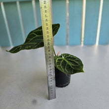 Load image into Gallery viewer, #RB2 Anthurium Crystallinum x