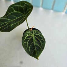 Load image into Gallery viewer, #RB2 Anthurium Crystallinum x