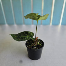 Load image into Gallery viewer, #RB2 Anthurium Crystallinum x