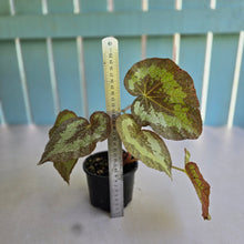 Load image into Gallery viewer, #D105 Begonia Unknown