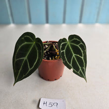 Load image into Gallery viewer, #H59 Dark Anthurium Crystallinum x