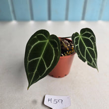 Load image into Gallery viewer, #H59 Dark Anthurium Crystallinum x