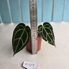 Load image into Gallery viewer, #H59 Dark Anthurium Crystallinum x