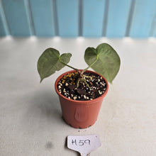 Load image into Gallery viewer, #H59 Dark Anthurium Crystallinum x