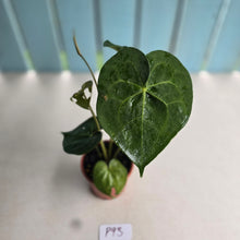 Load image into Gallery viewer, #P93 Anthurium Clarinervium x