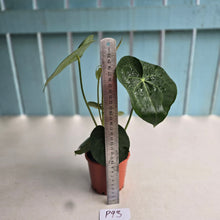 Load image into Gallery viewer, #P93 Anthurium Clarinervium x