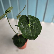 Load image into Gallery viewer, #P93 Anthurium Clarinervium x