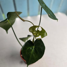 Load image into Gallery viewer, #P93 Anthurium Clarinervium x