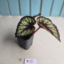 Load image into Gallery viewer, #B10 Begonia Unknown