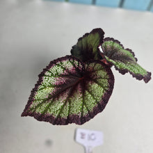 Load image into Gallery viewer, #B10 Begonia Unknown