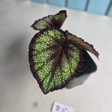 Load image into Gallery viewer, #B10 Begonia Unknown