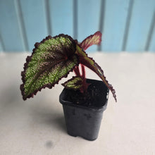Load image into Gallery viewer, #B10 Begonia Unknown